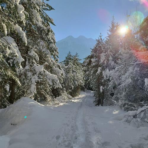 Verschneiter Waldweg im Sonnenschein
