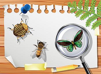 Auf dem Bild sieht man einen Holzhintergrund und darauf ein Stück abgerissenes Papier. Auf dem Papier befindet sich ein Kartoffelkäfer, eine Biene und ein Schmetterling unter einer Lupe.